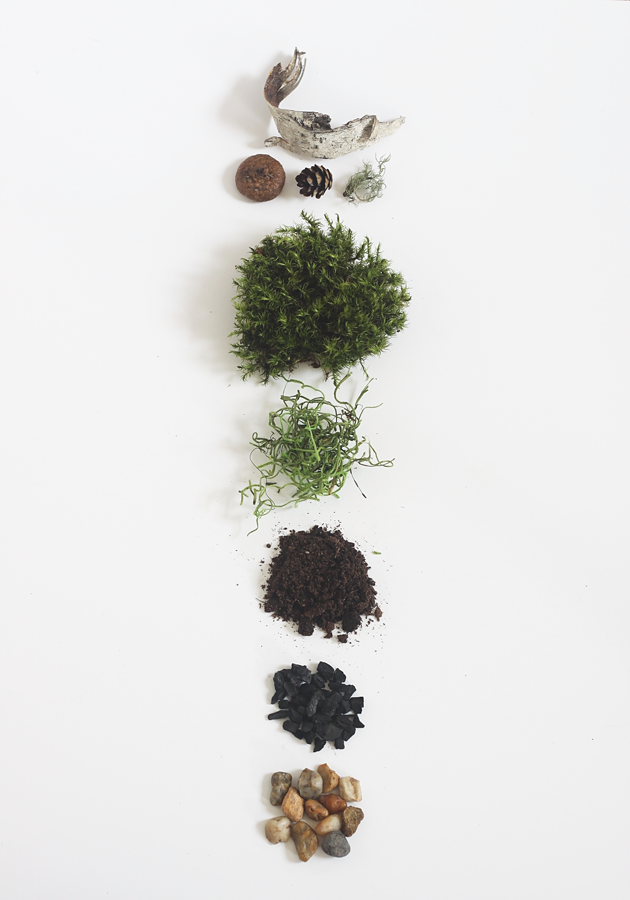How To Store Moss For Terrariums - The EASY Way! 