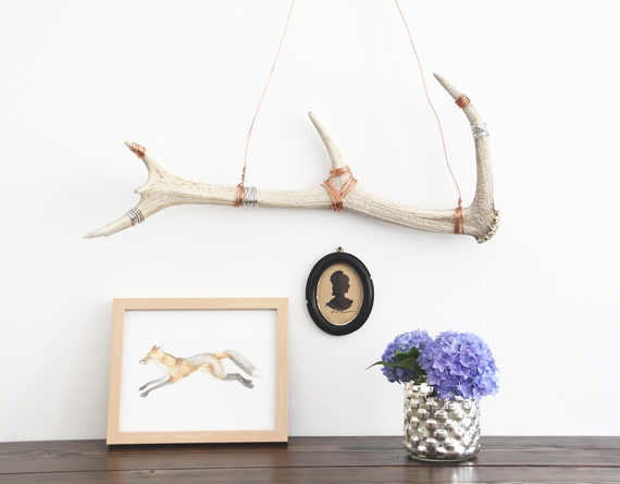 How to Clean and Display Antler Sheds || Jade and Fern
