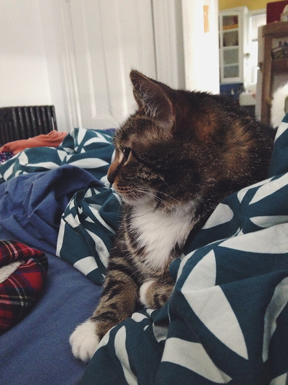 Living with chronic pain - Champ the Cat cuddles during a migraine || Jade and Fern