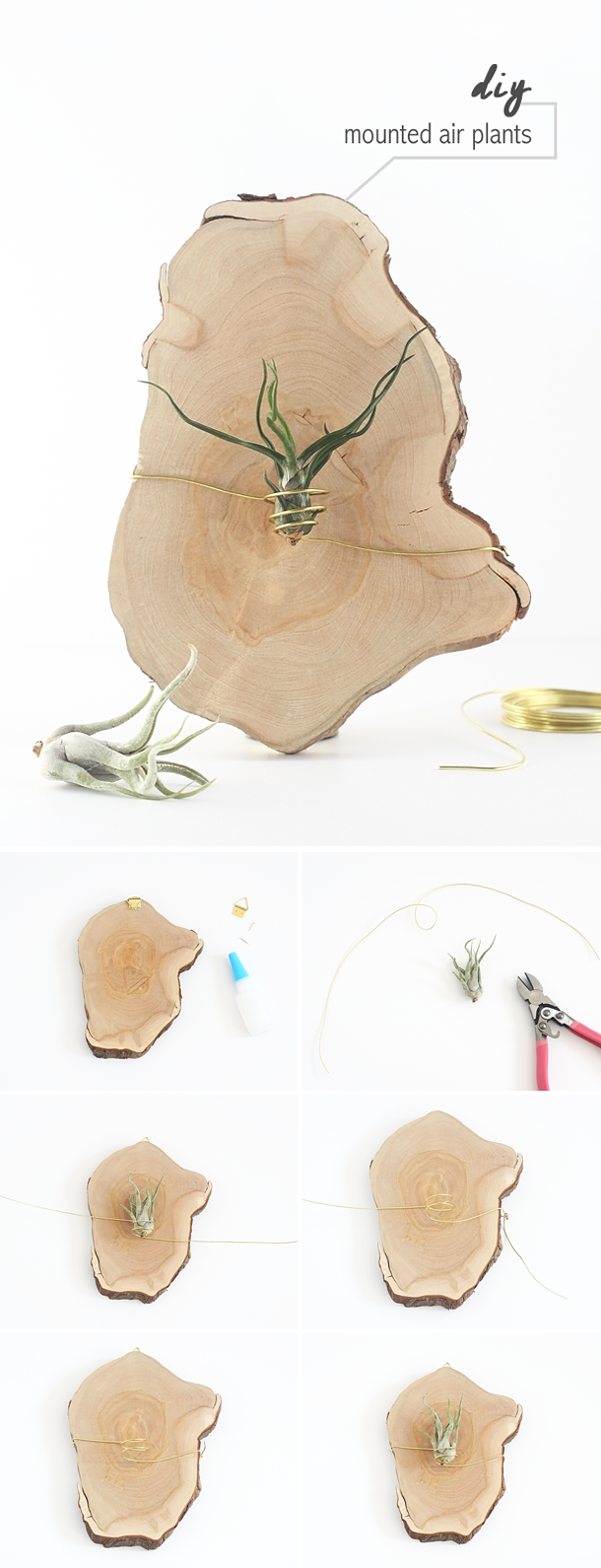 DIY Mounted Air Plants by Idle Hands Awake