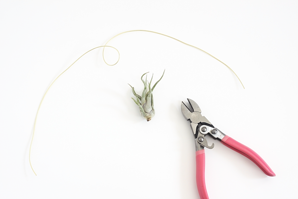 DIY Mounted Air Plants by Idle Hands Awake